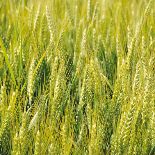 Graines de triticale bio – La Ferme de Sainte Marthe