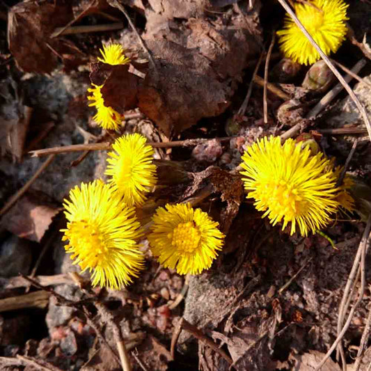 Graines de tussilage bio – La Ferme de Sainte Marthe