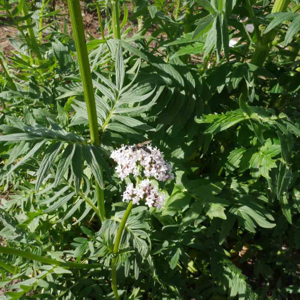 Graines de valériane officinale bio – La Ferme de Sainte Marthe