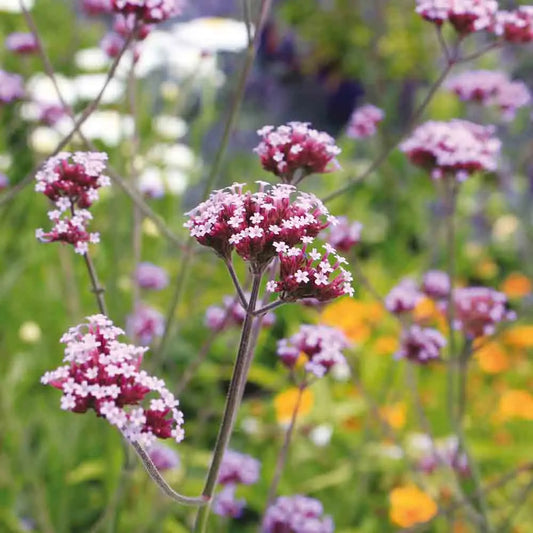 Graines de verveine de buenos aires bio – La Ferme de Sainte Marthe