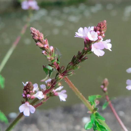 Graines de verveine officinale bio – La Ferme de Sainte Marthe