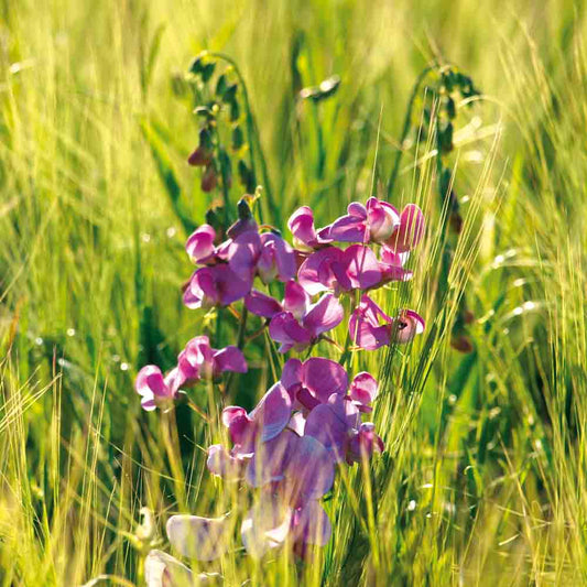 Graines de vesce de printemps bio – La Ferme de Sainte Marthe