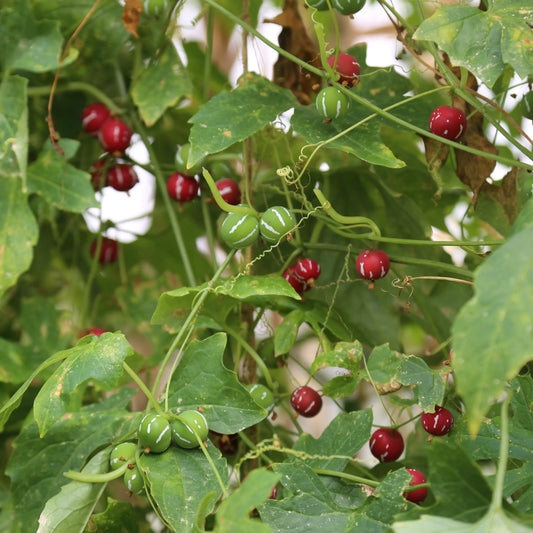 Graines de vigne lollipop bio – La Ferme de Sainte Marthe