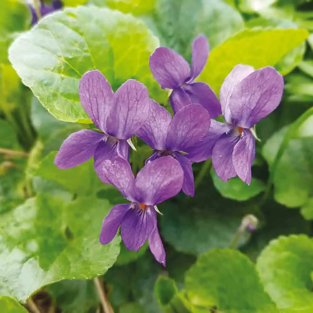 Graines de violette odorante – La Ferme de Sainte Marthe