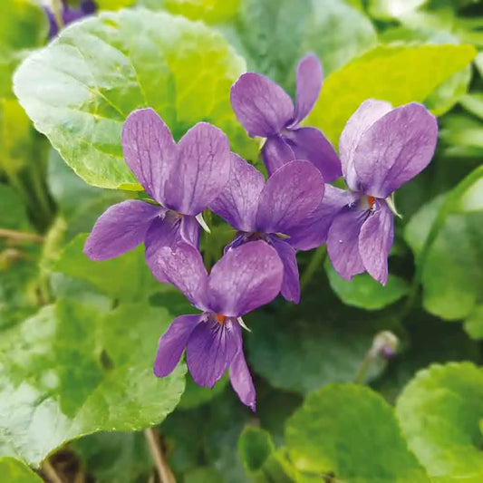 Graines de violette odorante – La Ferme de Sainte Marthe