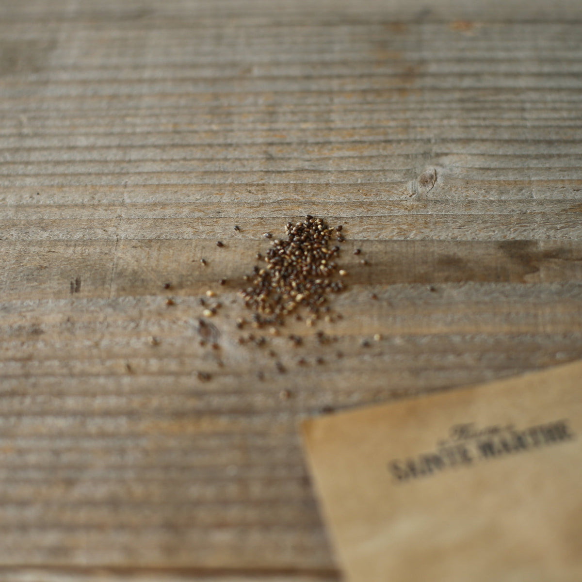 Graines de violette odorante – La Ferme de Sainte Marthe