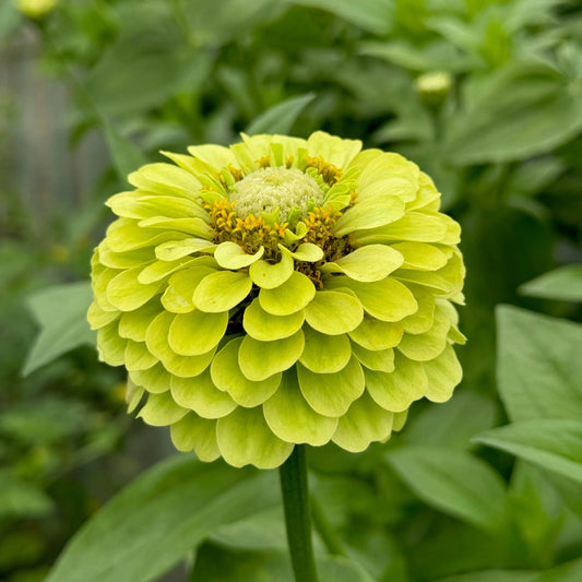 Graines de zinnia à fleurs de dahlia green envy bio – La Ferme de Sainte Marthe