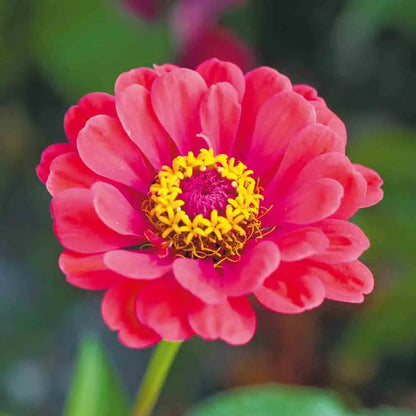 Graines de zinnia elegans double varié bio – La Ferme de Sainte Marthe