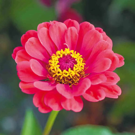 Graines de zinnia elegans double varié bio – La Ferme de Sainte Marthe