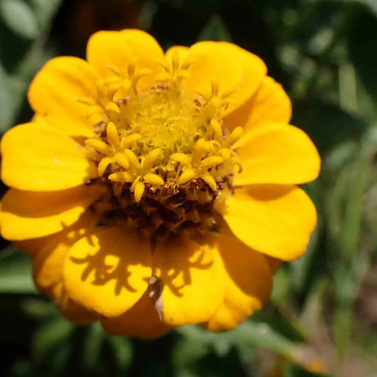 Graines de zinnia lilliput jaune bio – La Ferme de Sainte Marthe