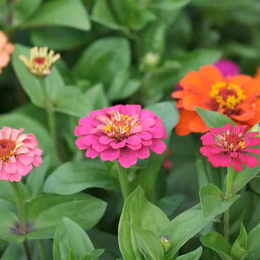 Graines de zinnia lilliput petites fleurs variées bio – La Ferme de Sainte Marthe