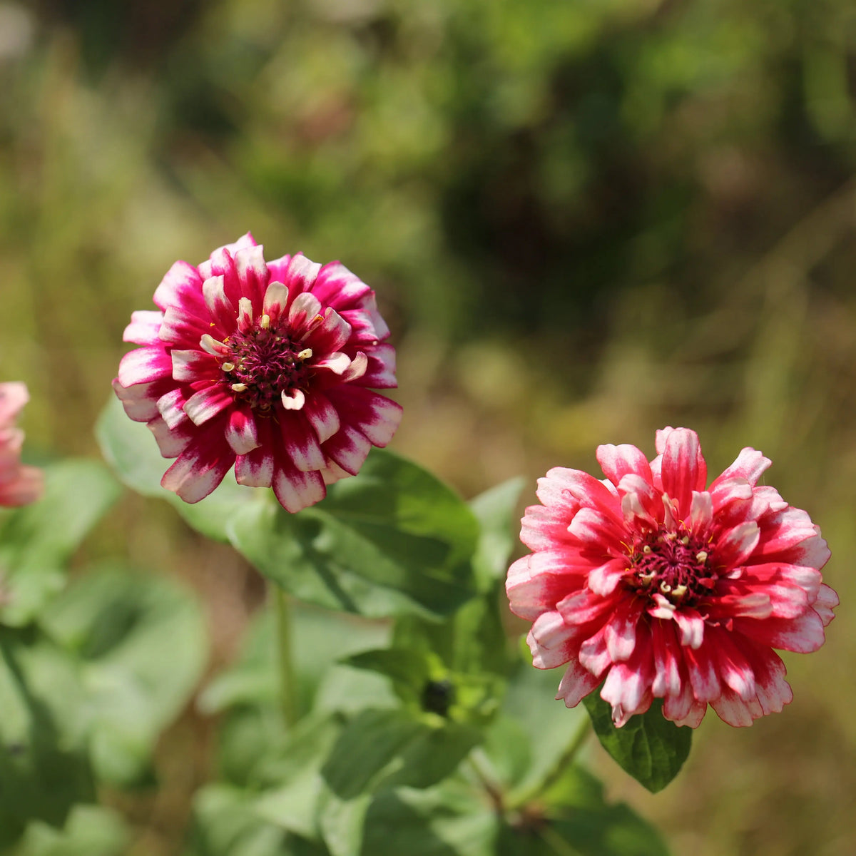 Graines de zinnia mazurkia bio – La Ferme de Sainte Marthe
