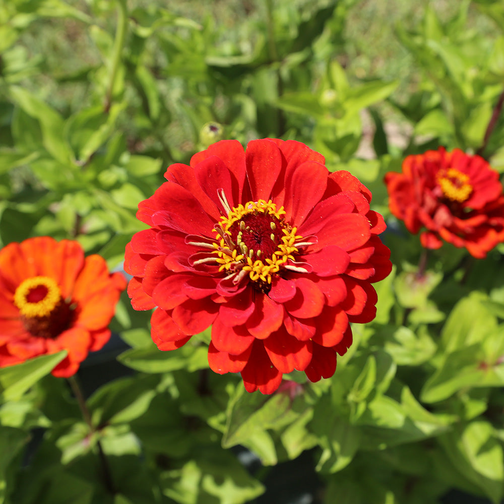 Graines de zinnia red beauty bio – La Ferme de Sainte Marthe