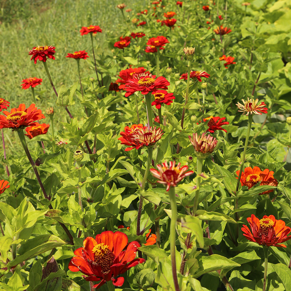 Graines de zinnia red beauty bio – La Ferme de Sainte Marthe