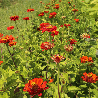 Graines de zinnia red beauty bio – La Ferme de Sainte Marthe