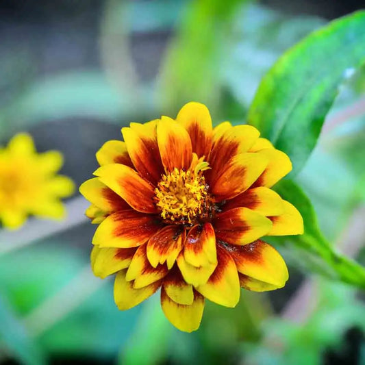 Graines de zinnia tapis persan – La Ferme de Sainte Marthe